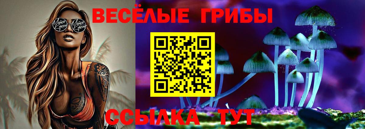 Галлюциногенные грибы Psilocybe Торжок